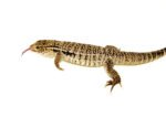 Anerythristic Red Tegu Babies (Salvator rufescens) - Image 3