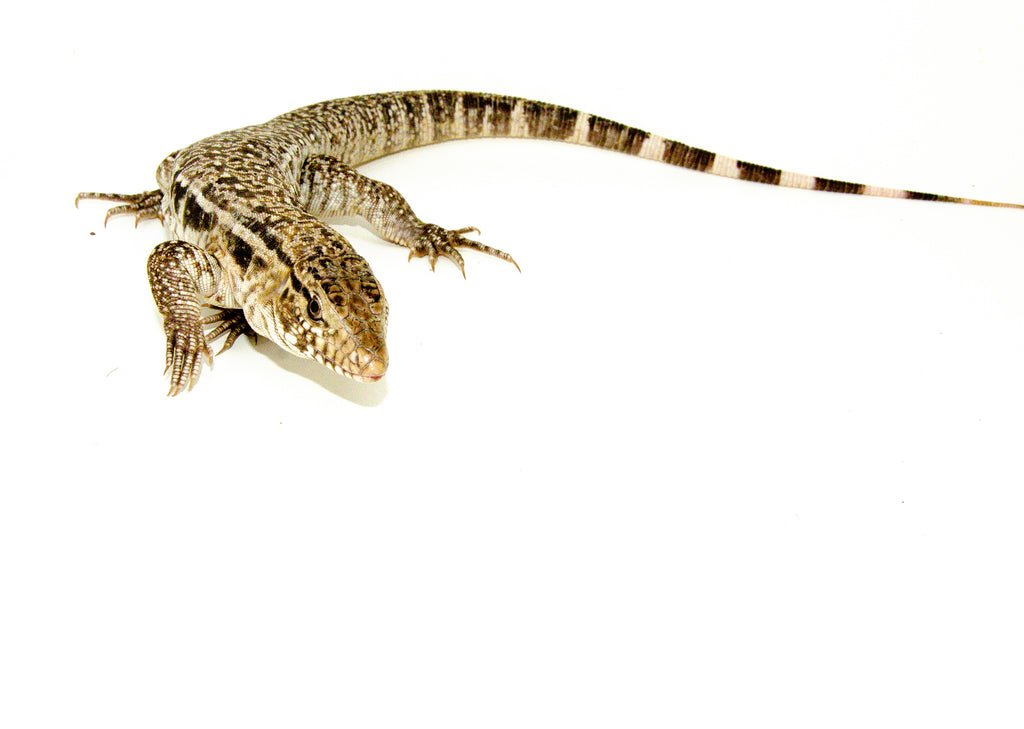 DSC_9705_1024x Anerythristic Red Tegu Babies (Salvator rufescens) - Image 1