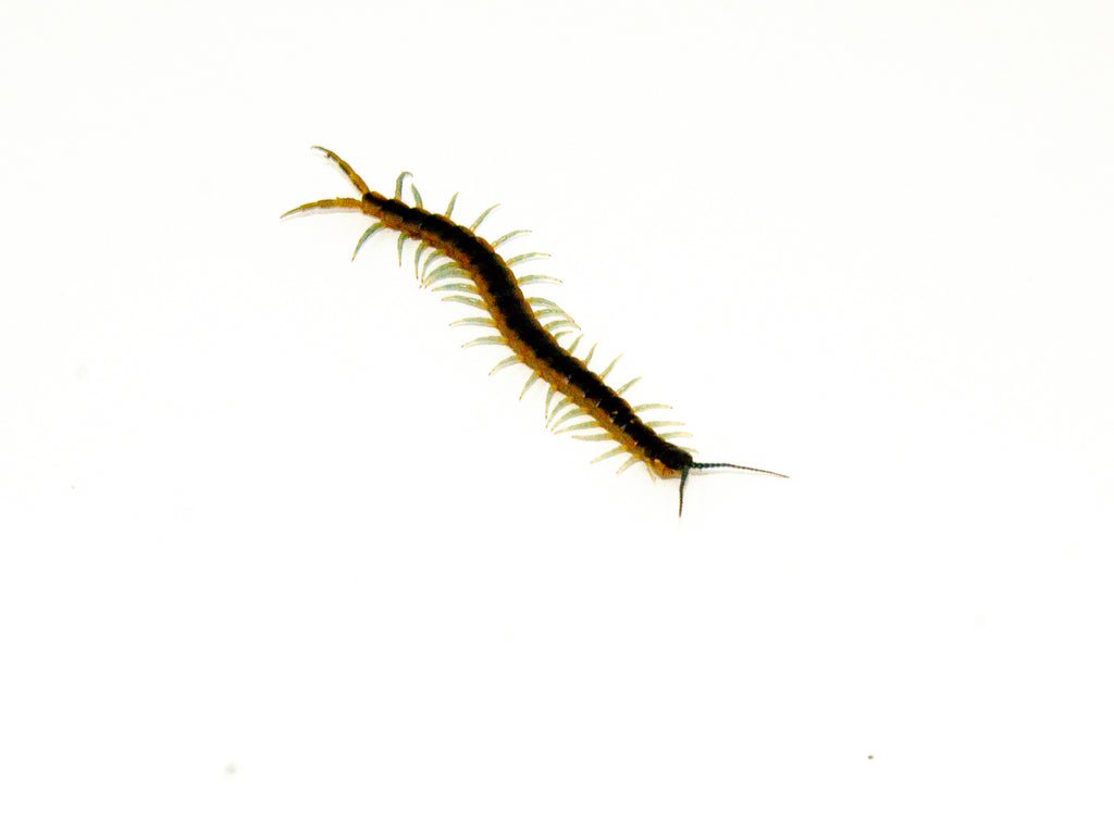 DSC_9736_1024x Florida Giant Blue Centipede (Scolopendra viridis) - Image 1