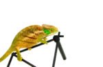 O'Shaughnessy's chameleon (Calumma oshaughnessyi) - Image 3