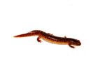 Southern Red Salamander (Pseudotriton ruber vioscai) - Image 5