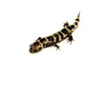 Marbled Salamanders (Ambystoma opacum) - Image 4