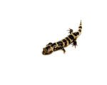 Marbled Salamanders (Ambystoma opacum) - Image 3