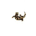 Marbled Salamanders (Ambystoma opacum) - Image 2