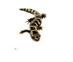 Marbled Salamanders (Ambystoma opacum)