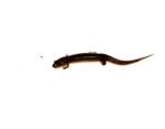 Southern dusky salamander (Desmognathus auriculatus) - Image 2