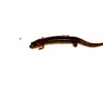 Southern dusky salamander (Desmognathus auriculatus) - Image 3