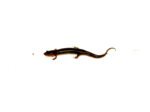 Southern dusky salamander (Desmognathus auriculatus) - Image 5