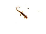 Southern two lined salamander (Eurycea cirrigera) - Image 2