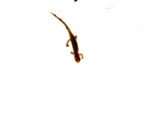 Southern two lined salamander (Eurycea cirrigera) - Image 3