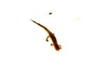 Southern two lined salamander (Eurycea cirrigera) - Image 4