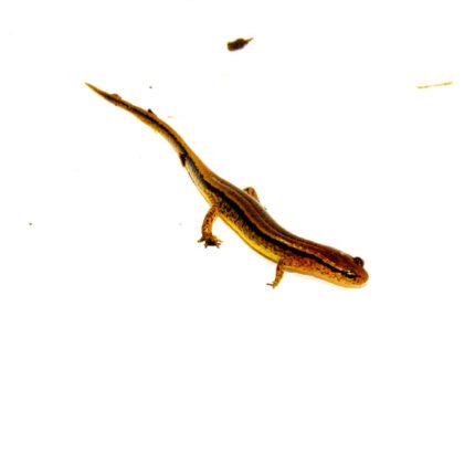 Southern two lined salamander (Eurycea cirrigera)