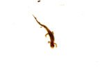 Southern two lined salamander (Eurycea cirrigera) - Image 6