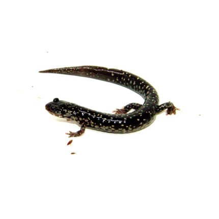Mississippi Slimy Salamander (Plethodon mississippi)