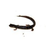 Mississippi Slimy Salamander (Plethodon mississippi) - Image 3
