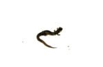 Southern Slimy Salamander (Plethodon teyahalee) - Image 3