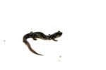 Southern Slimy Salamander (Plethodon teyahalee) - Image 2