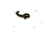Southern Slimy Salamander (Plethodon teyahalee)