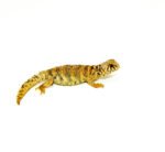 Ornate Uromastyx Babies (Uromastyx ornata) - Image 4