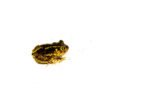 Eastern Spadefoot toad (Scaphiopus holbrookii) - Image 2