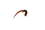 Four Toed Salamander (Hemidactylium scutatum) - Image 3