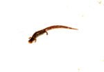 Four Toed Salamander (Hemidactylium scutatum) - Image 2