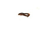 Eastern Redback Salamander (Plethodon cinereus) - Image 3