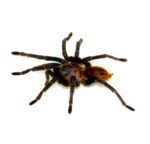 Venezuelan Green Bottled Blue Tarantula (Chromatopelma cyaneopubescens)