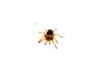 Mexican Fire Leg Tarantula (Brachypelma boehmei) - Image 2