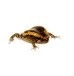 Chubby Frog (Kaoula pulchra) - Image 2
