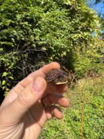 Hi Color Orange Baby Eastern Box Turtle #14 (Terrapene carolina)