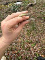 Long Tailed Grass Lizard (Takydromus sexlineatus) - Image 5
