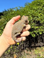 Gargoyle Gecko Adult Female #1 (Rhacodactylus auriculatus) - Image 5