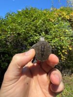 Hi White Concentric Diamondback Terrapin 2025 #9 (Malaclemys terrapin) Temp Sexed Female