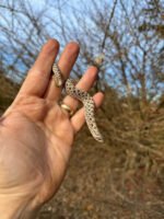 Arctic Western Hognose Snake Female #2 (Heterodon nasicus) - Image 3
