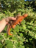 Super Red Niger Uromastyx Adult Pair #1 (Uromastyx geyri)