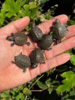 Xarre Dwarf European Pond Turtle Babies (Emys orbicularis hellenica) - Image 3