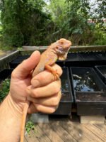Crimson Red Albino Green Iguana 2024 #3 (Iguana iguana)