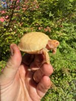 Albino African Spurred Tortoise Baby 2025 #1 (Centrochelys sulcata) - Image 2