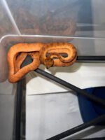 Amazon Tree Boa Baby 2023 CB #4 (Corallus hortulanus) - Image 2