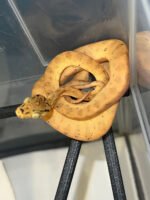 Amazon Tree Boa Baby 2023 CB #5 (Corallus hortulanus) - Image 3