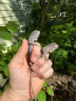 Purple Zero Translucent Iguana Babies (Iguana iguana) - Image 2