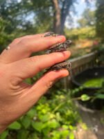 Danube River Locale European Pond Turtle Babies (Emys orbicularis orbicularis) - Image 3