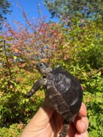 Aldabra Tortoise USA CB 2025 #2 (Aldabrachelys gigantea) - Image 2