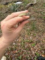 Long Tailed Grass Lizard (Takydromus sexlineatus)