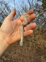 Arctic Western Hognose Snake Female #1 (Heterodon nasicus) - Image 2