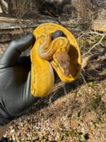 Pastel Pinstripe Low White Pied Ball Python Female #3 (Python regius)