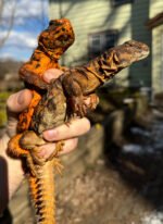Red Niger Uromastyx Adult Pair #5 (Uromastyx geyri)