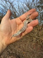 Arctic Western Hognose Snake Female #2 (Heterodon nasicus)