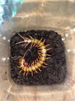 Barbados Giant Centipede (Scelopendra angulata) - Image 4